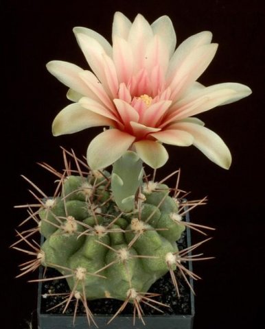 Gymnocalycium_stuckertii